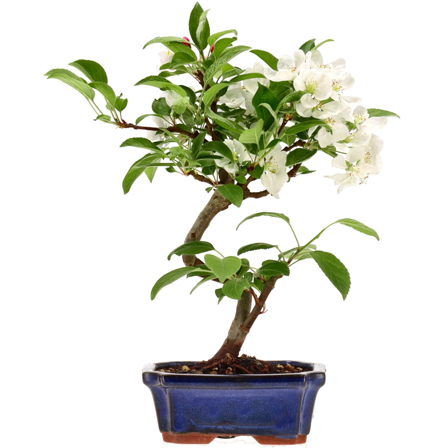 Zierapfel, ca. 7 J. (28 cm)