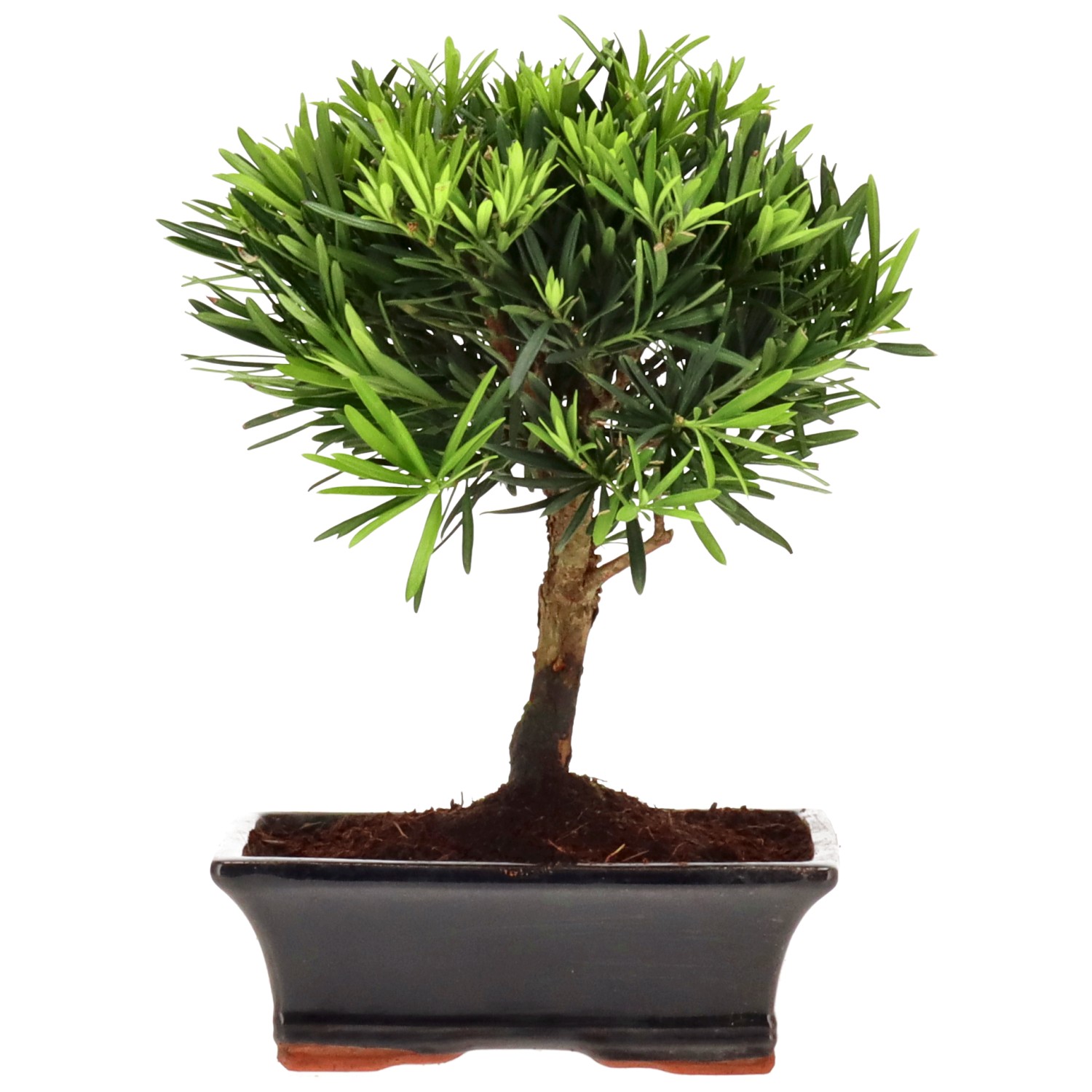 Pino cinese, ca. 10 anni (25 cm)