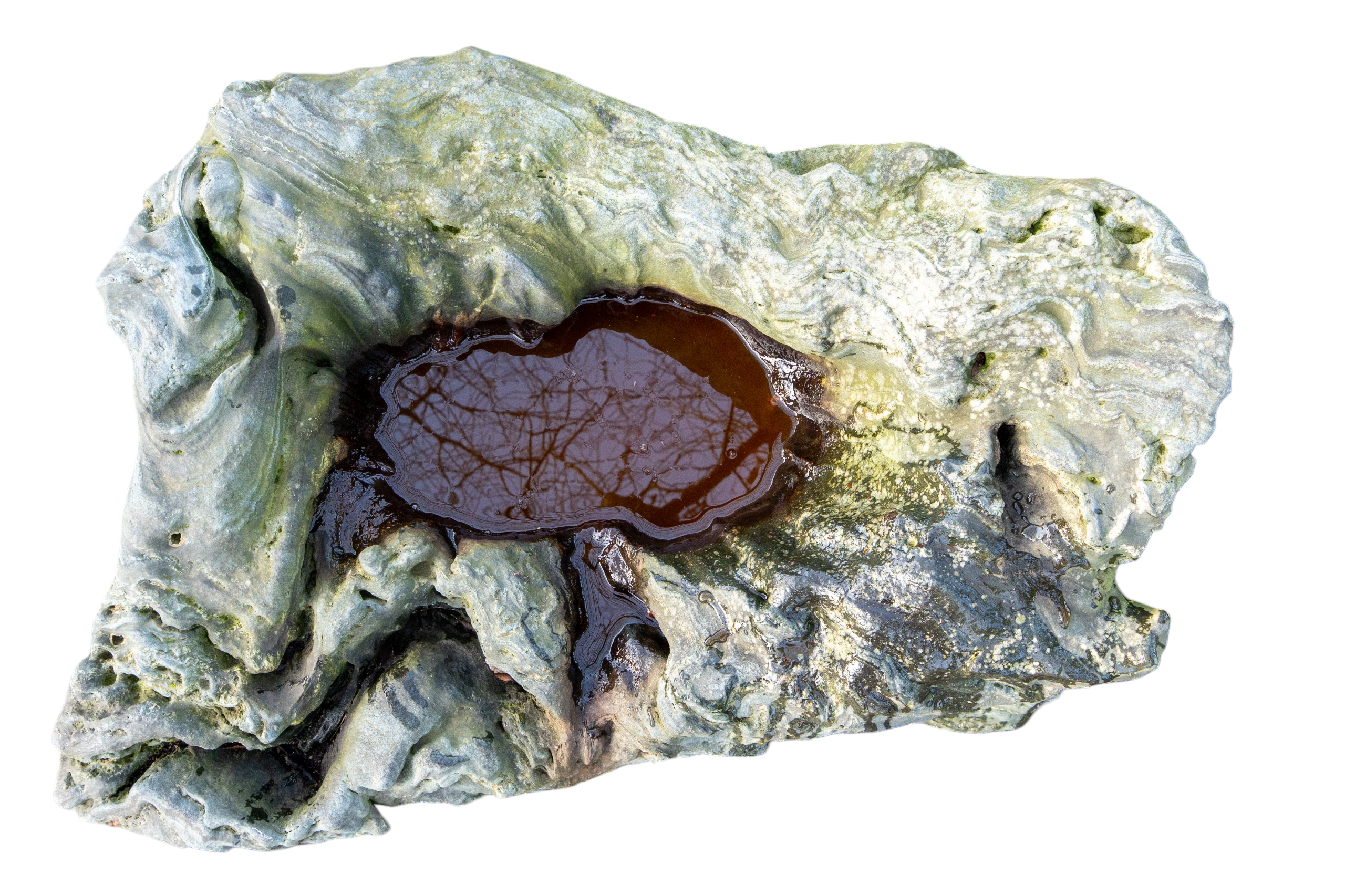 bonsai.fallbackImageTitle