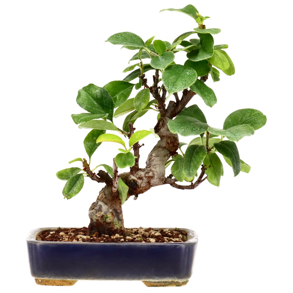 bonsai.fallbackImageTitle bonsai.fallbackImageTitle