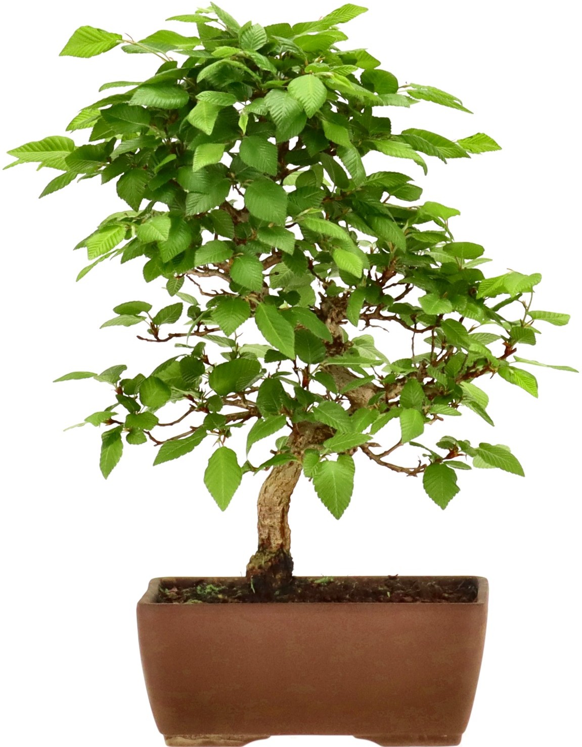 [L009] Korean Hornbeam, approx. 10 years