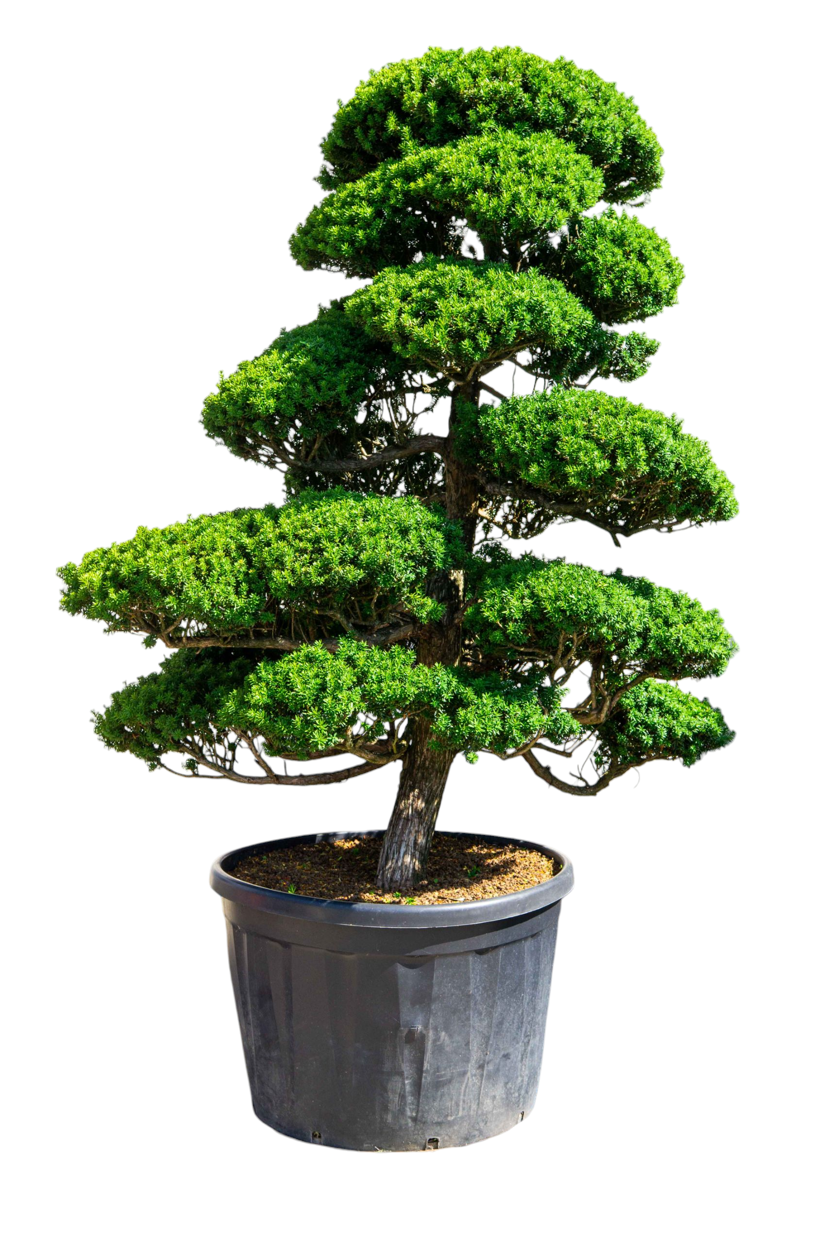 bonsai.fallbackImageTitle