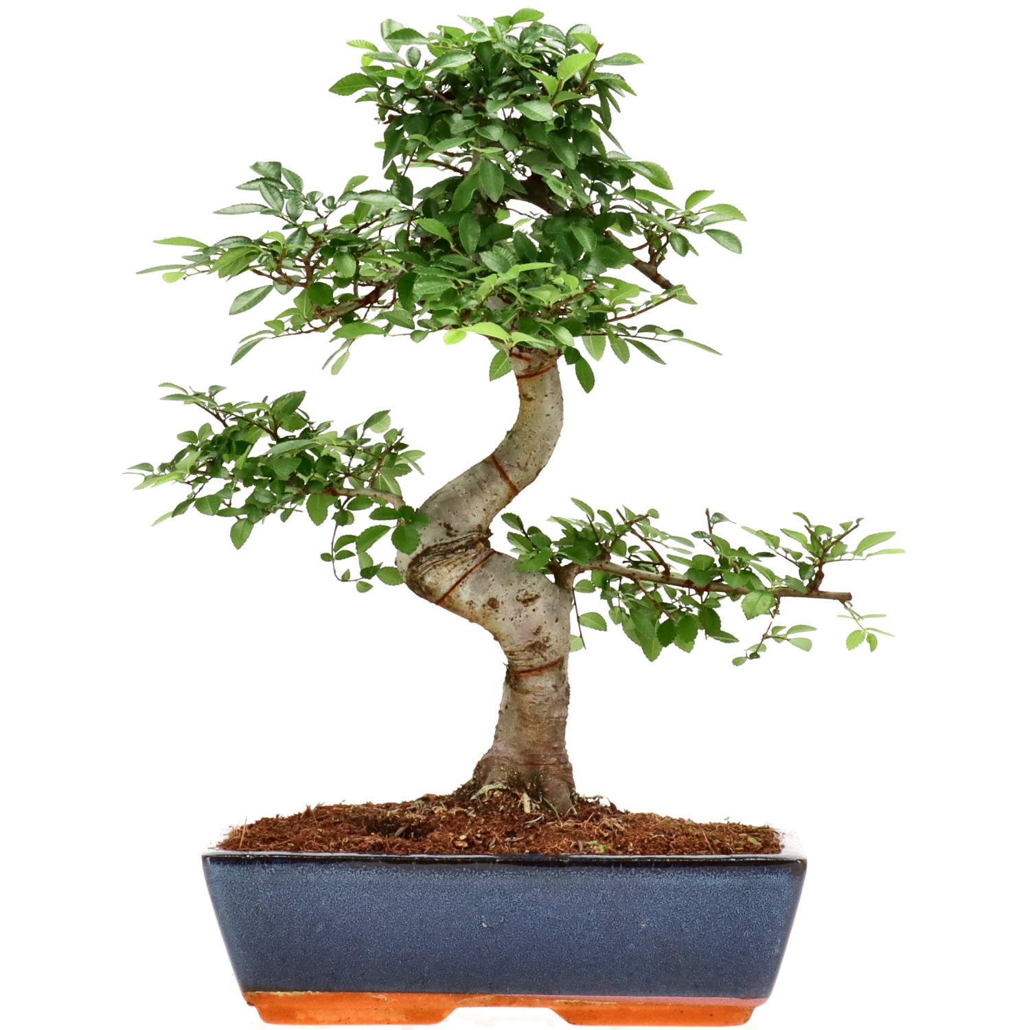 Chin. Ulme, ca. 14 J. (40 cm)