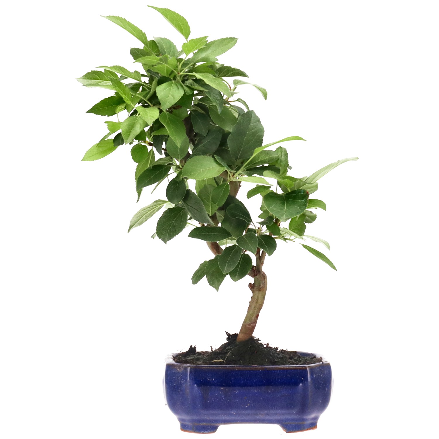 Zierapfel, ca. 8 J. (29 cm)