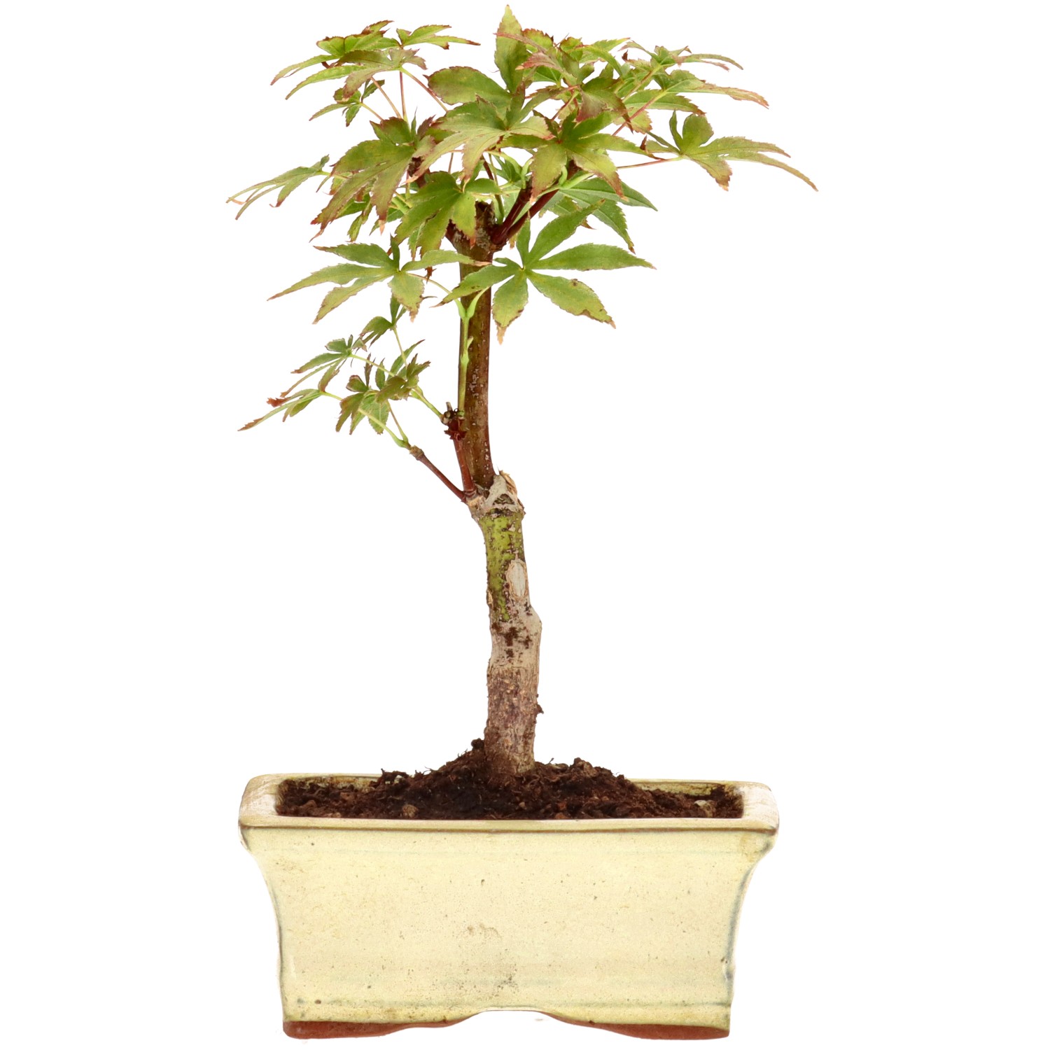 Jap. Maple (Deshojo), approx. 7 y. (19 cm)