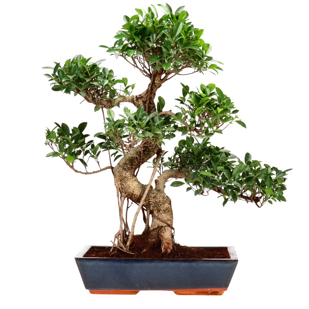bonsai.fallbackImageTitle