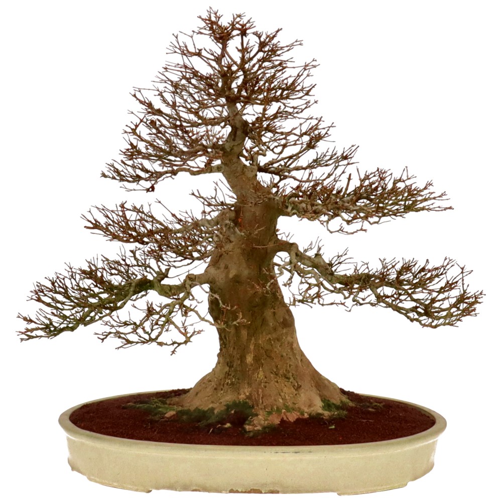 Dreispitzahorn, ca. 60 J. (73 cm) Dreispitzahorn, ca. 60 J. (73 cm)