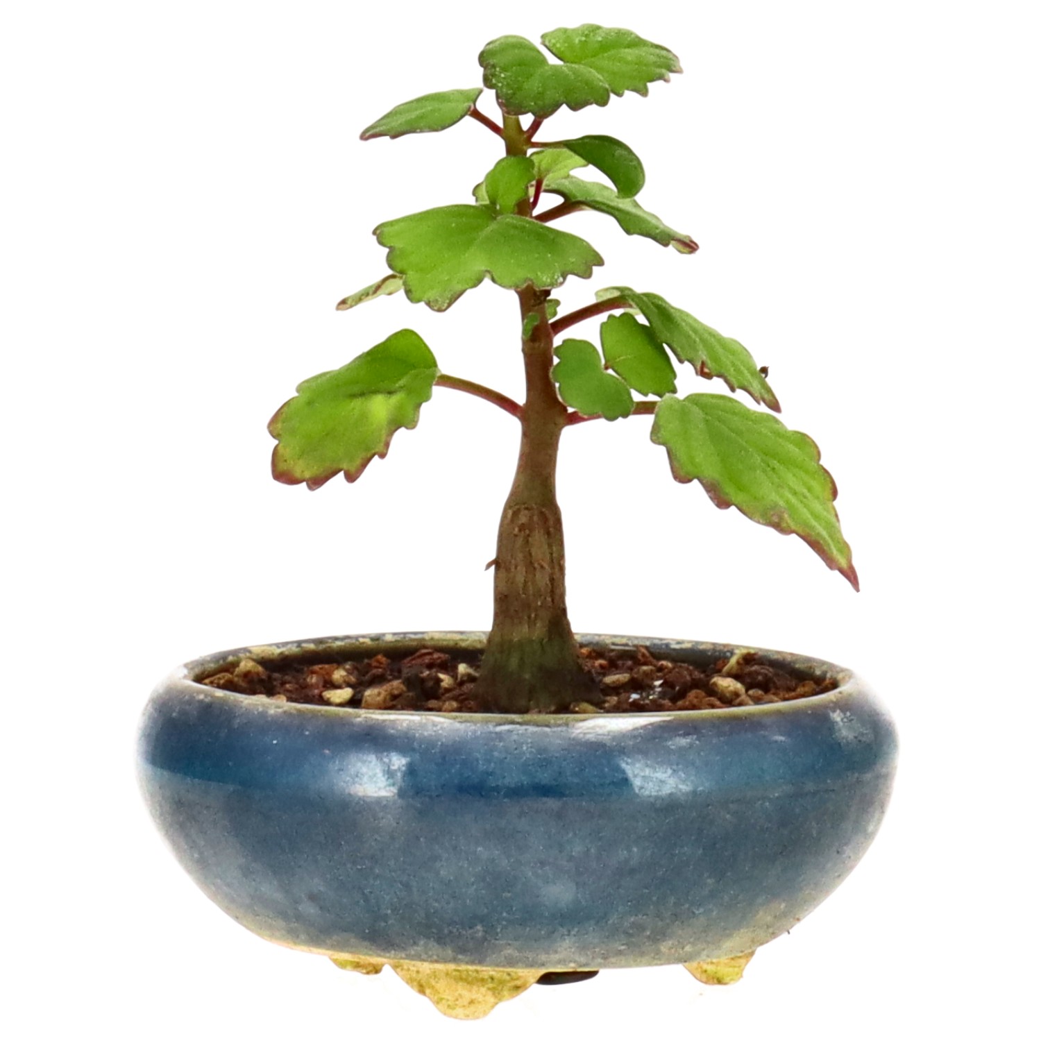 Weihrauchpflanze, ca. 1 J. (8 cm)