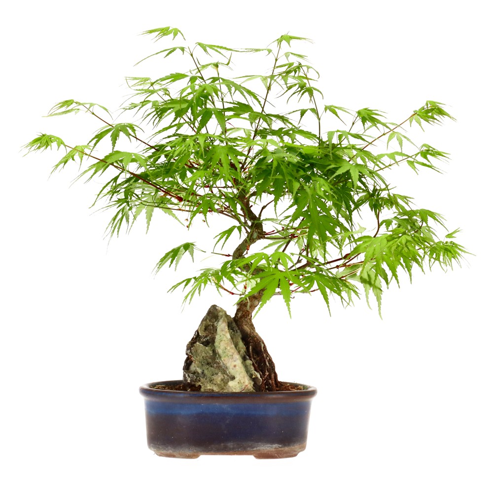 Érable palmé, env. 12 ans (29 cm)