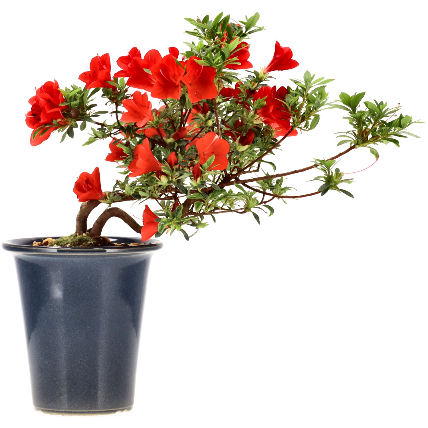 Azalea japónica, aprox. 8 años (22 cm)