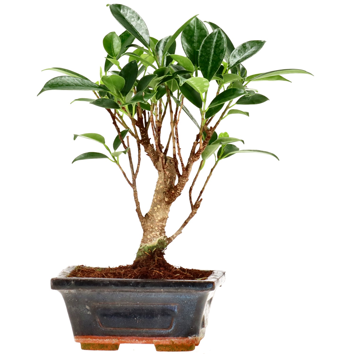 Ficus Retusa, aprox. 5 años (19 cm)