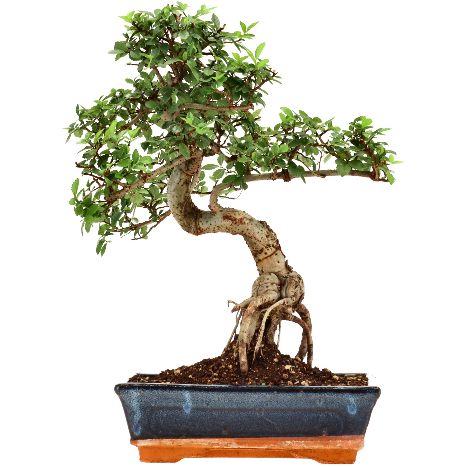 Chinese elm, approx. 12 y. (35 cm)