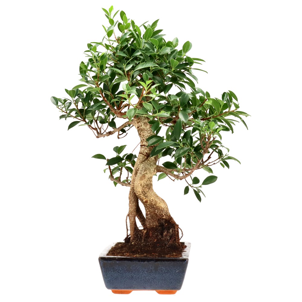 Chin. Feigenbaum (Retusa), ca. 18 J. (60 cm)