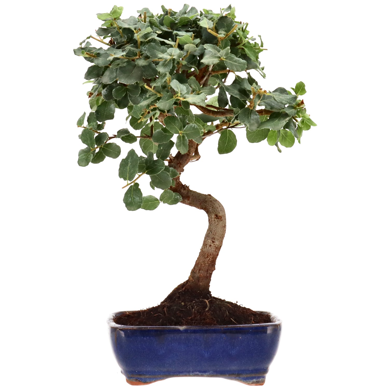 Alcornoque, aprox. 7 años (28 cm)