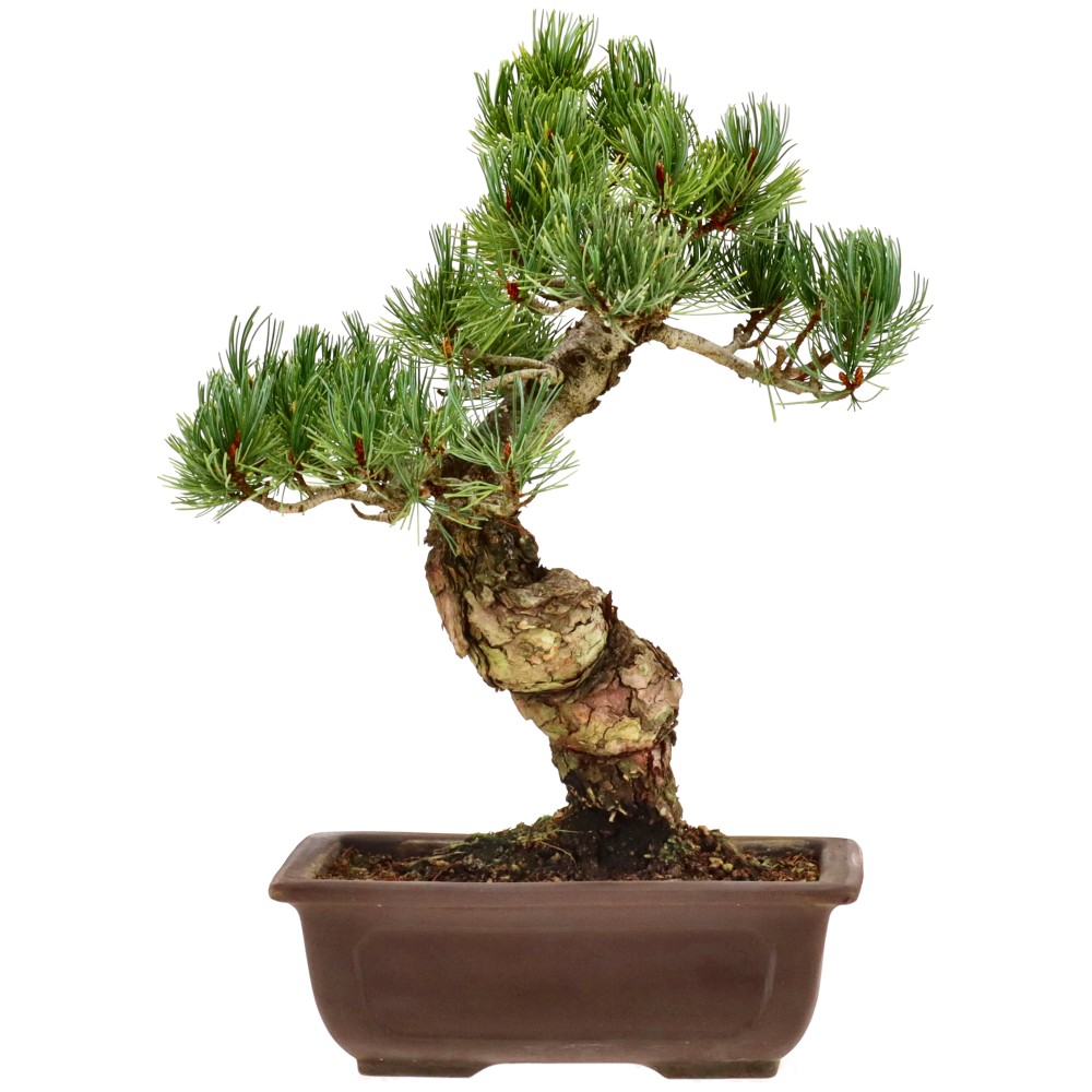 bonsai.fallbackImageTitle bonsai.fallbackImageTitle