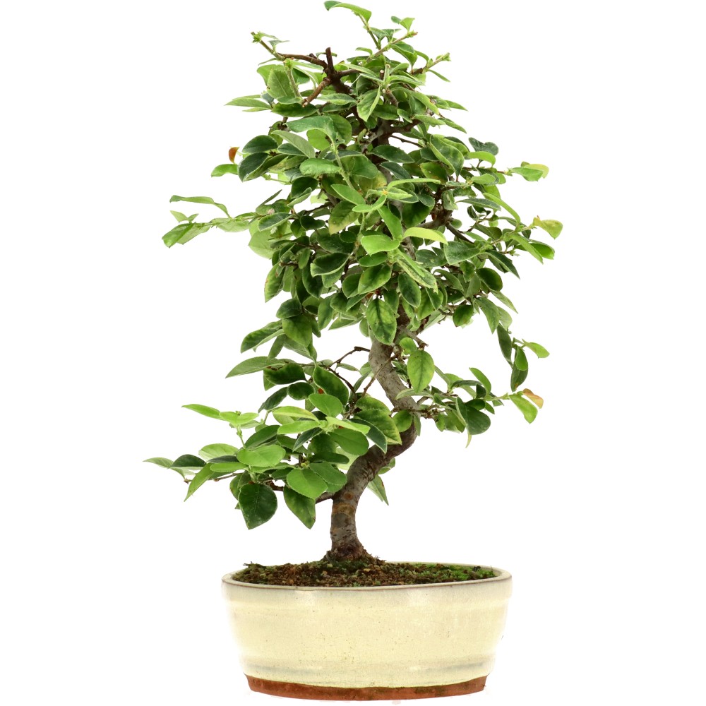 Chin. Quitte, ca. 15 J. (39 cm)