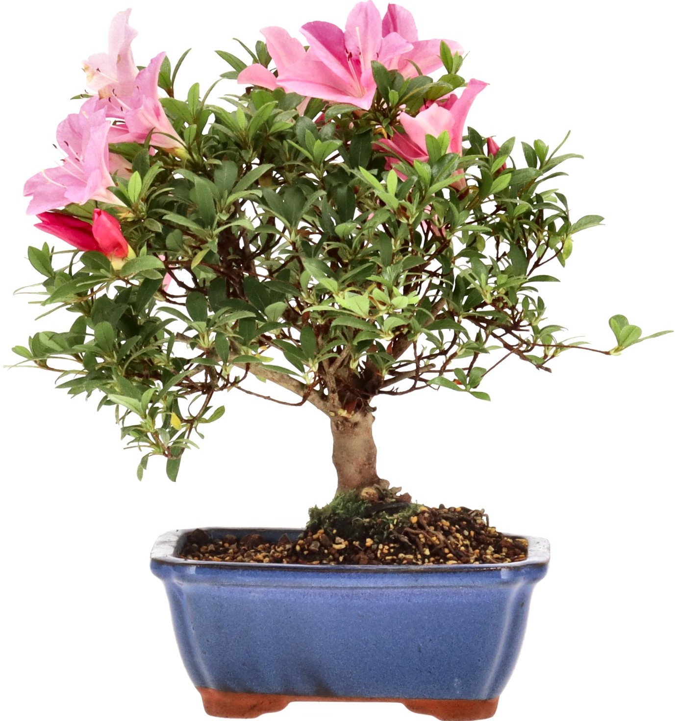 [B004] Azalea japónica, aprox. 8 annos