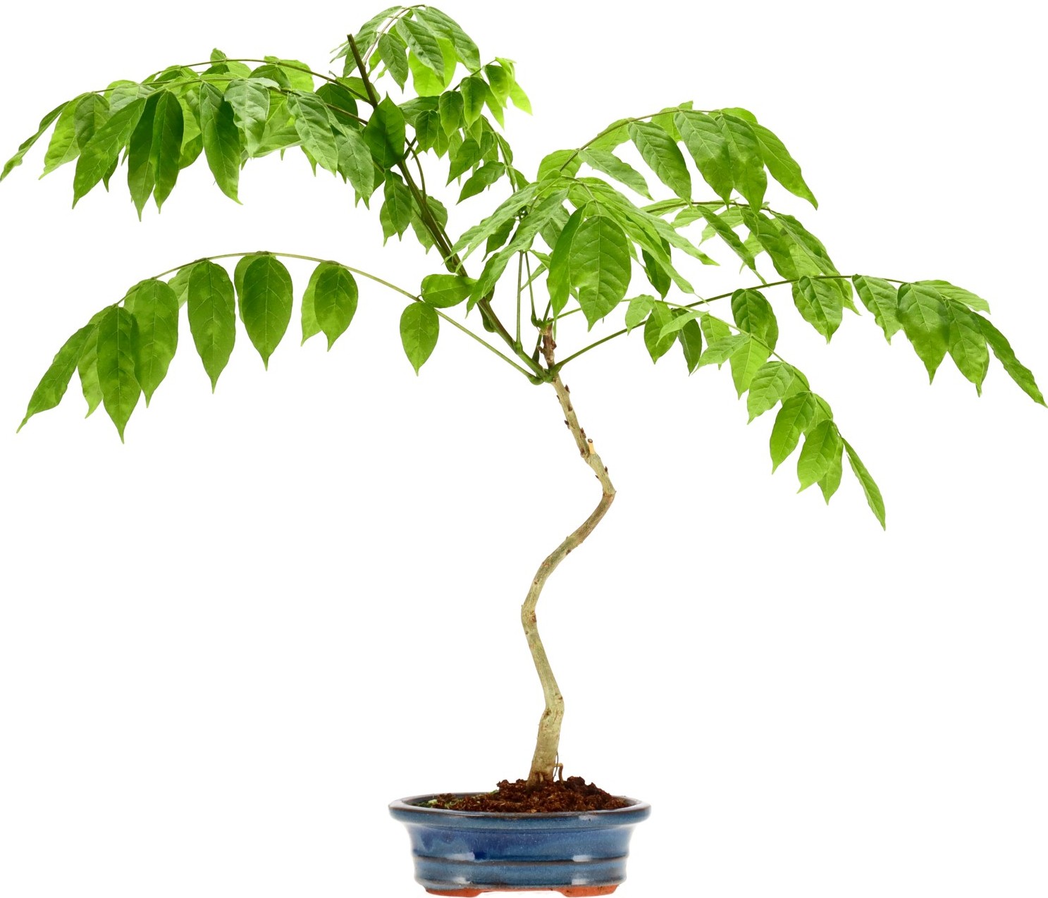 [B004] Blauregen, ca. 5 Jahre