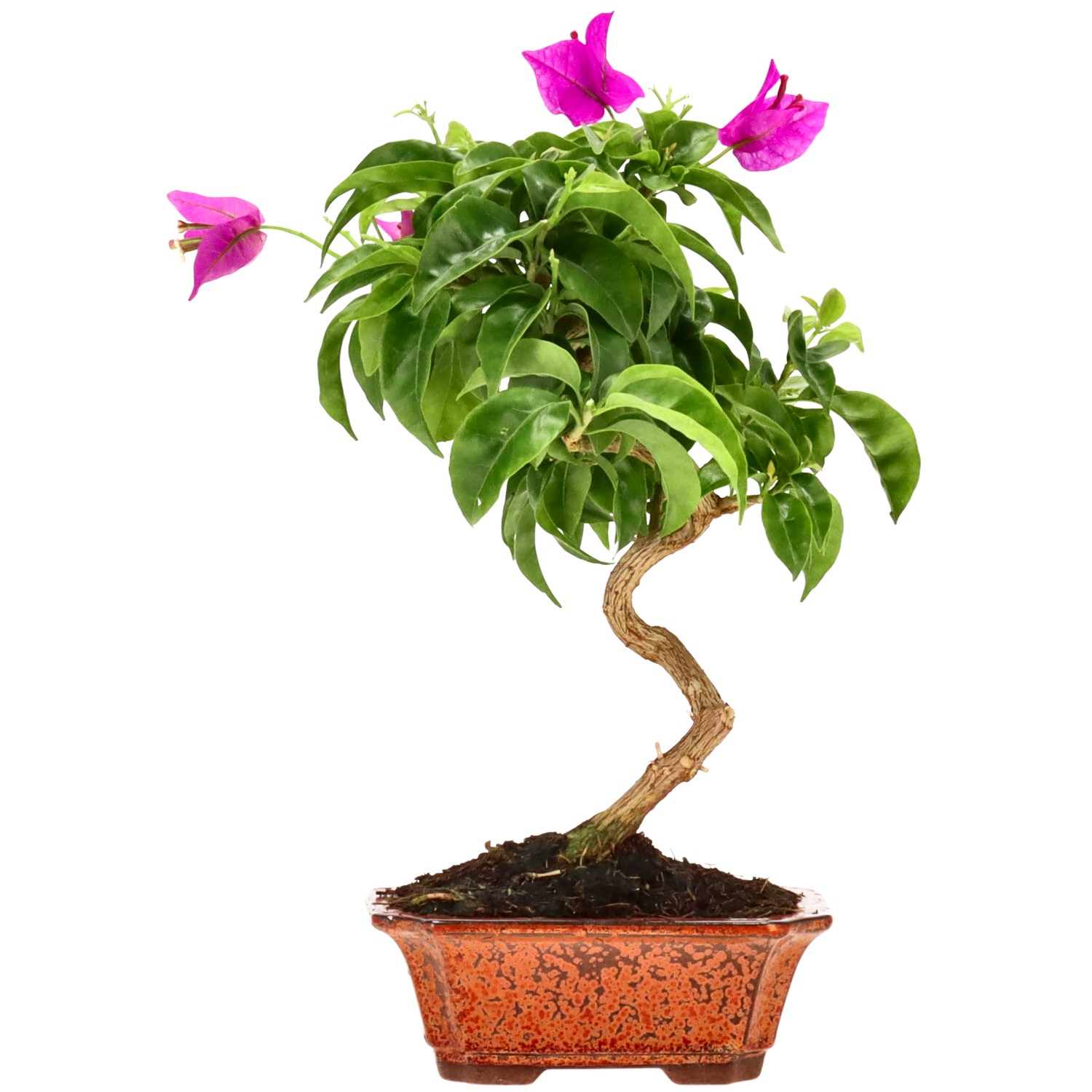 Bougainvillier, env. 8 ans (26 cm)