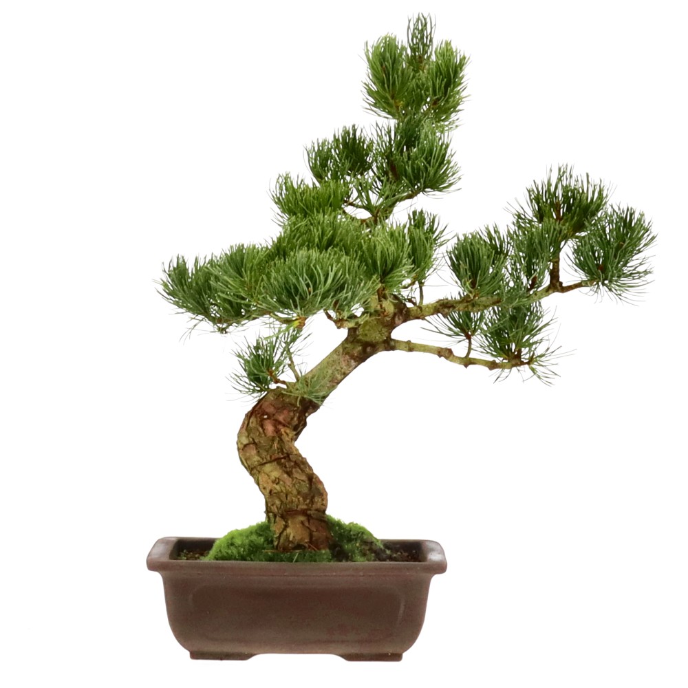 bonsai.fallbackImageTitle bonsai.fallbackImageTitle