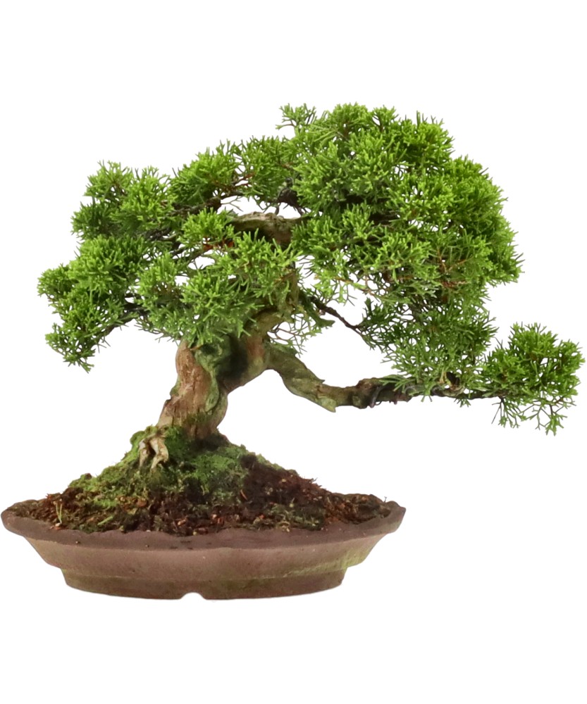 bonsai.fallbackImageTitle bonsai.fallbackImageTitle