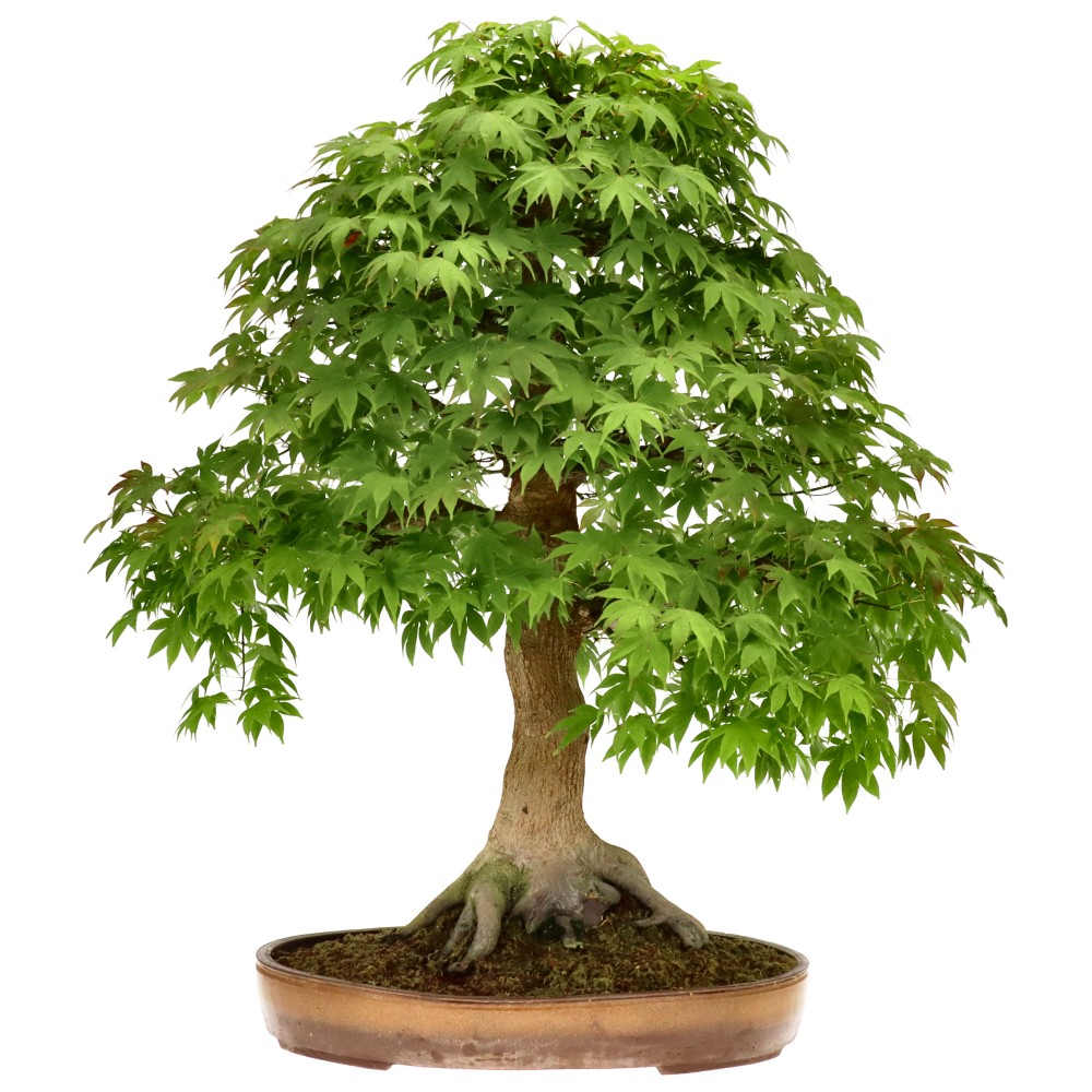 Érable palmé, env. 30 ans (79 cm)