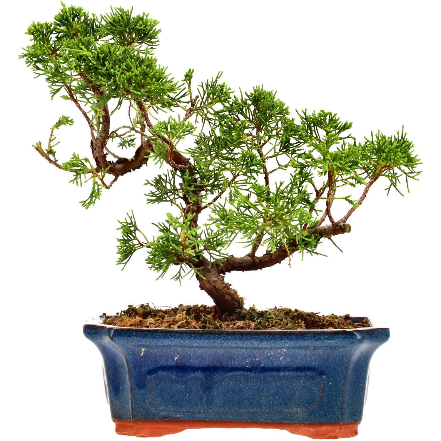 Genévrier de Chine, env. 9 ans (21 cm)