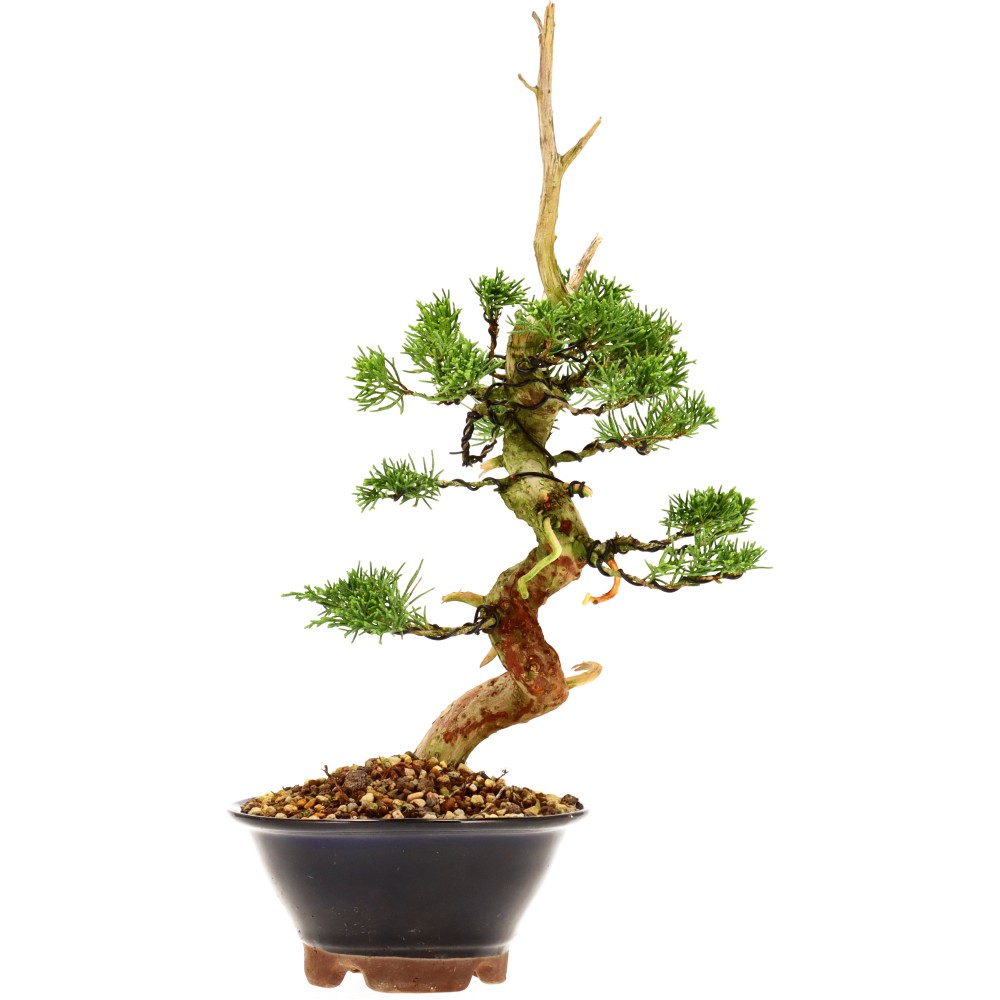 Chin. Wacholder, ca. 16 J. (34 cm)