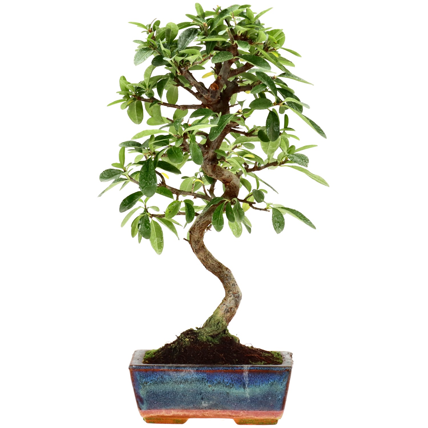 Feuerdorn, ca. 7 J. (32 cm)