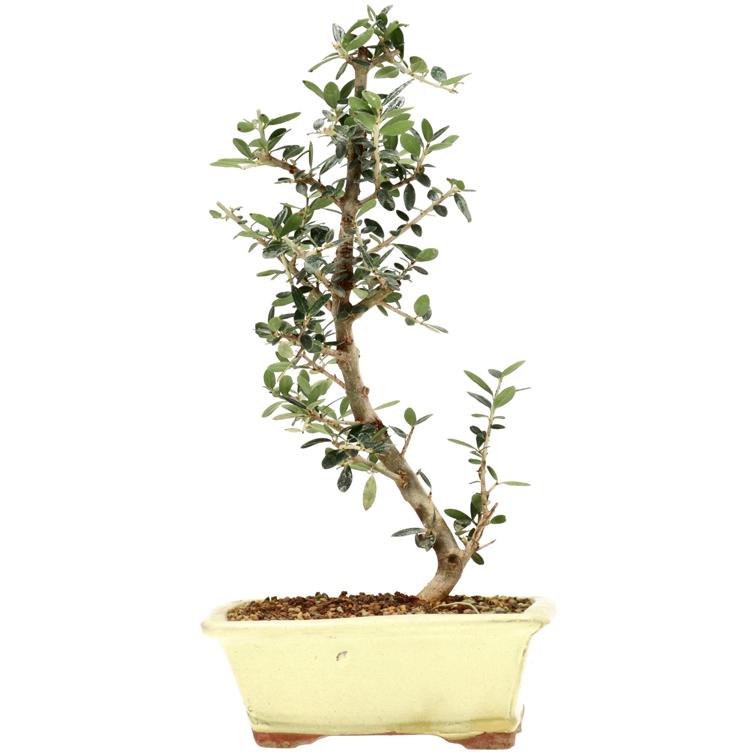 Olea sylvestris, ca. 8 anni (36 cm)