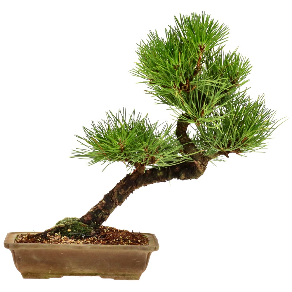 Japanse zwarte den, ca. 12 j. (28 cm)