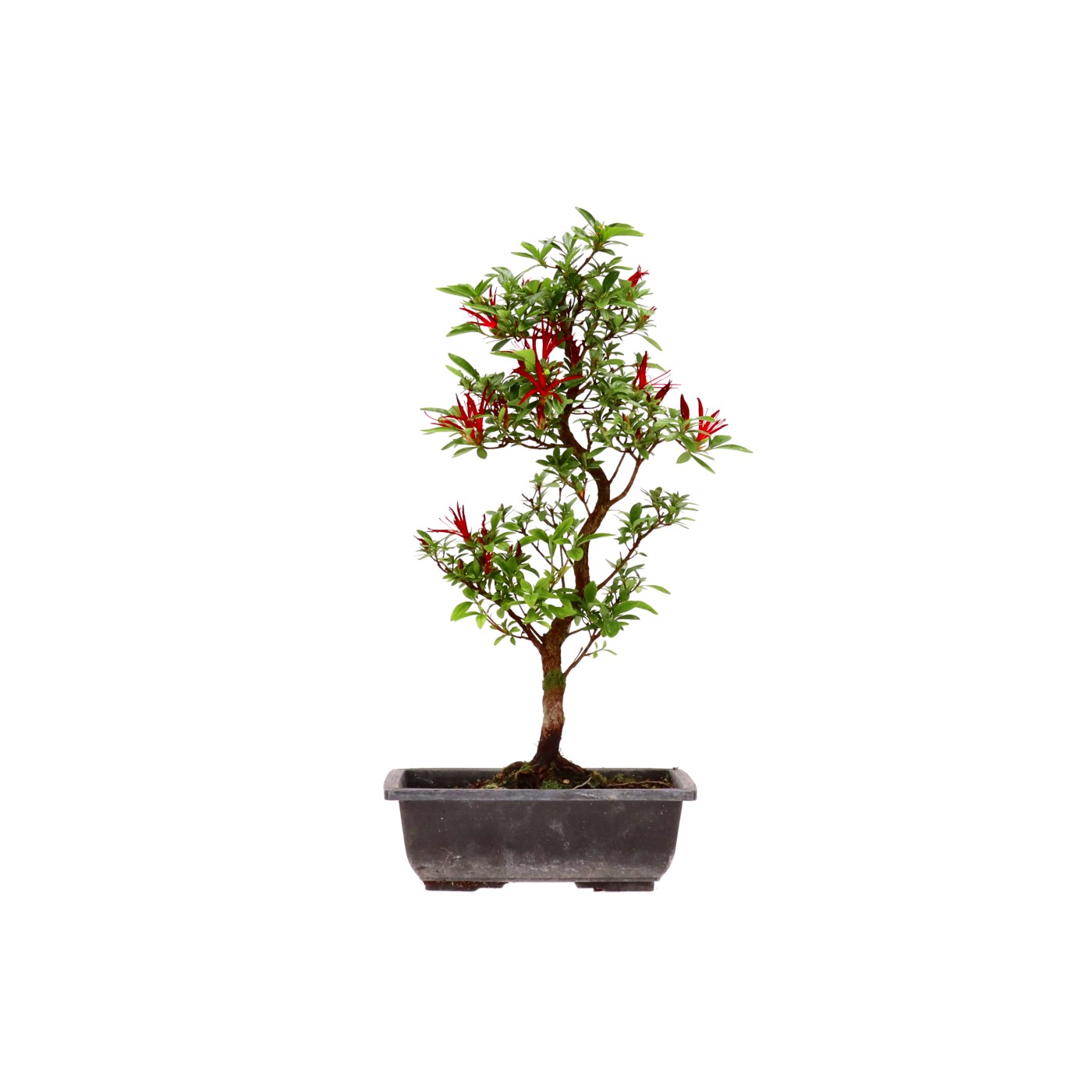 Jap. Azalee, ca. 12 Jahre (44 cm)