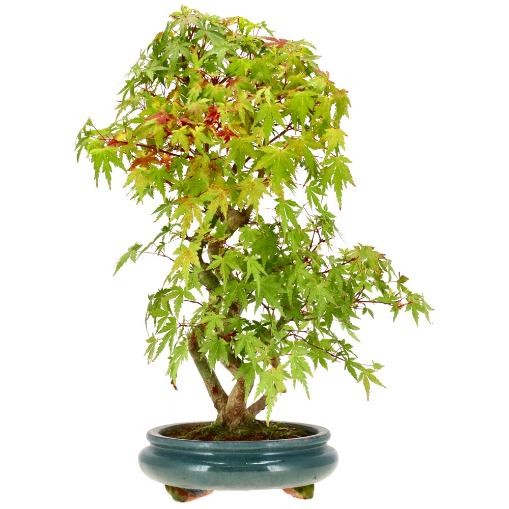 bonsai.fallbackImageTitle bonsai.fallbackImageTitle