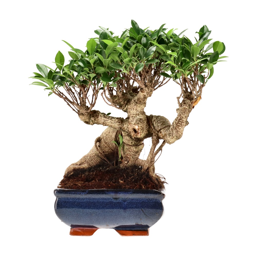Ficus Retusa, aprox. 22 años (30 cm)