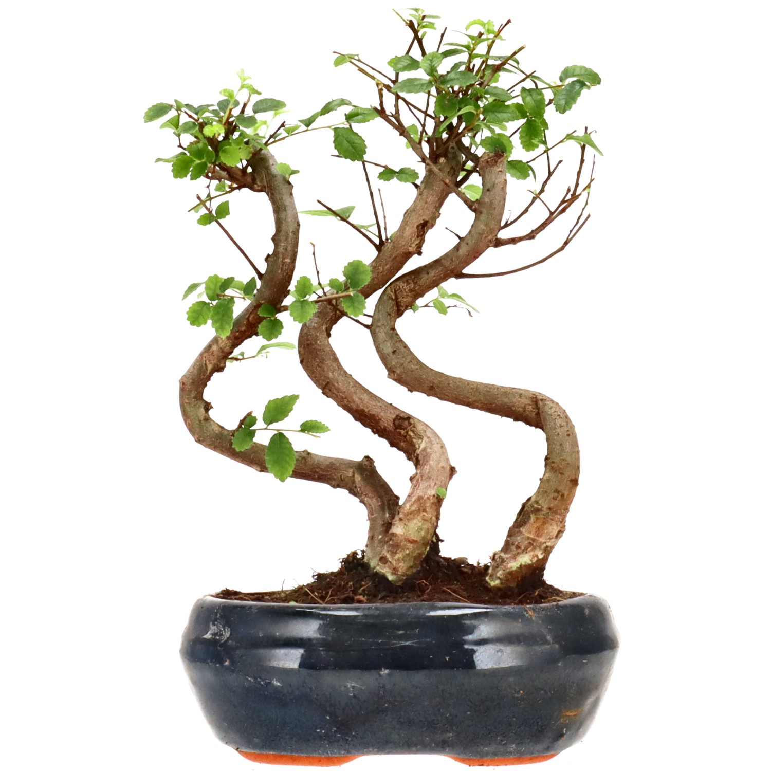 Orme de Chine, env. 6 ans (21 cm)