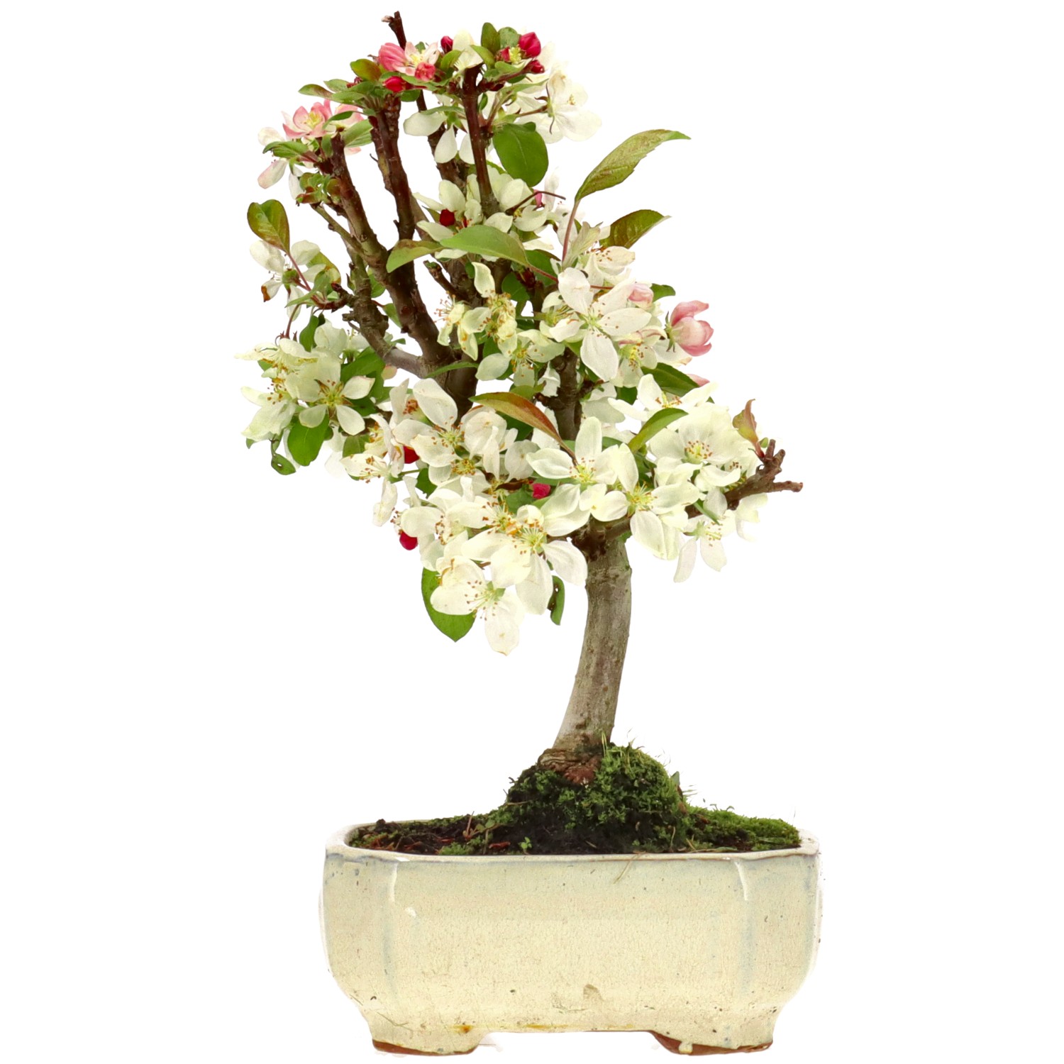 Pommier d’ornement, env. 8 ans (26 cm)