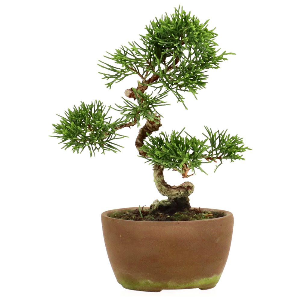 bonsai.fallbackImageTitle bonsai.fallbackImageTitle