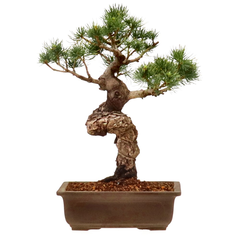 bonsai.fallbackImageTitle bonsai.fallbackImageTitle