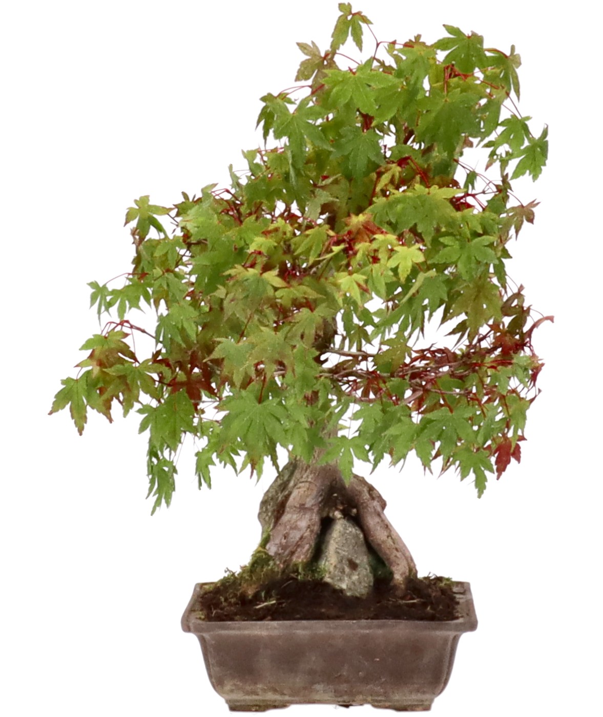 bonsai.fallbackImageTitle bonsai.fallbackImageTitle