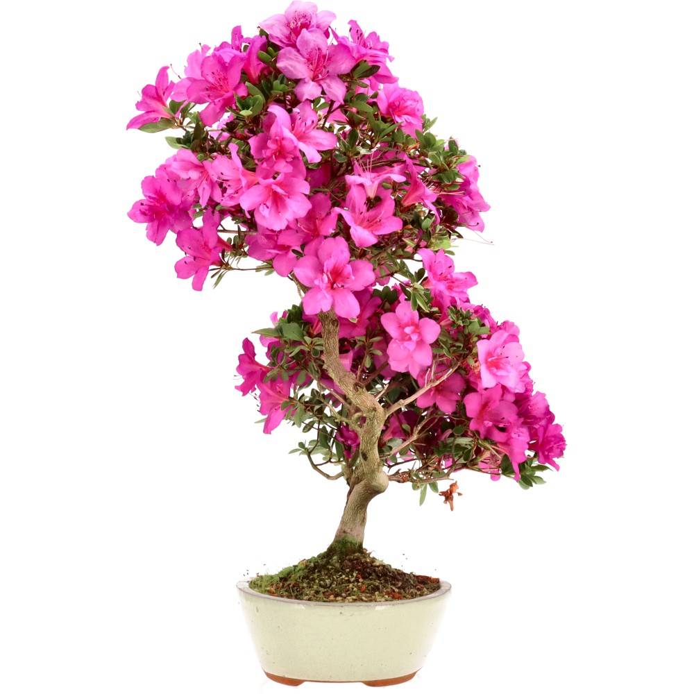 Azalée japonaise, env. 14 ans (47 cm)