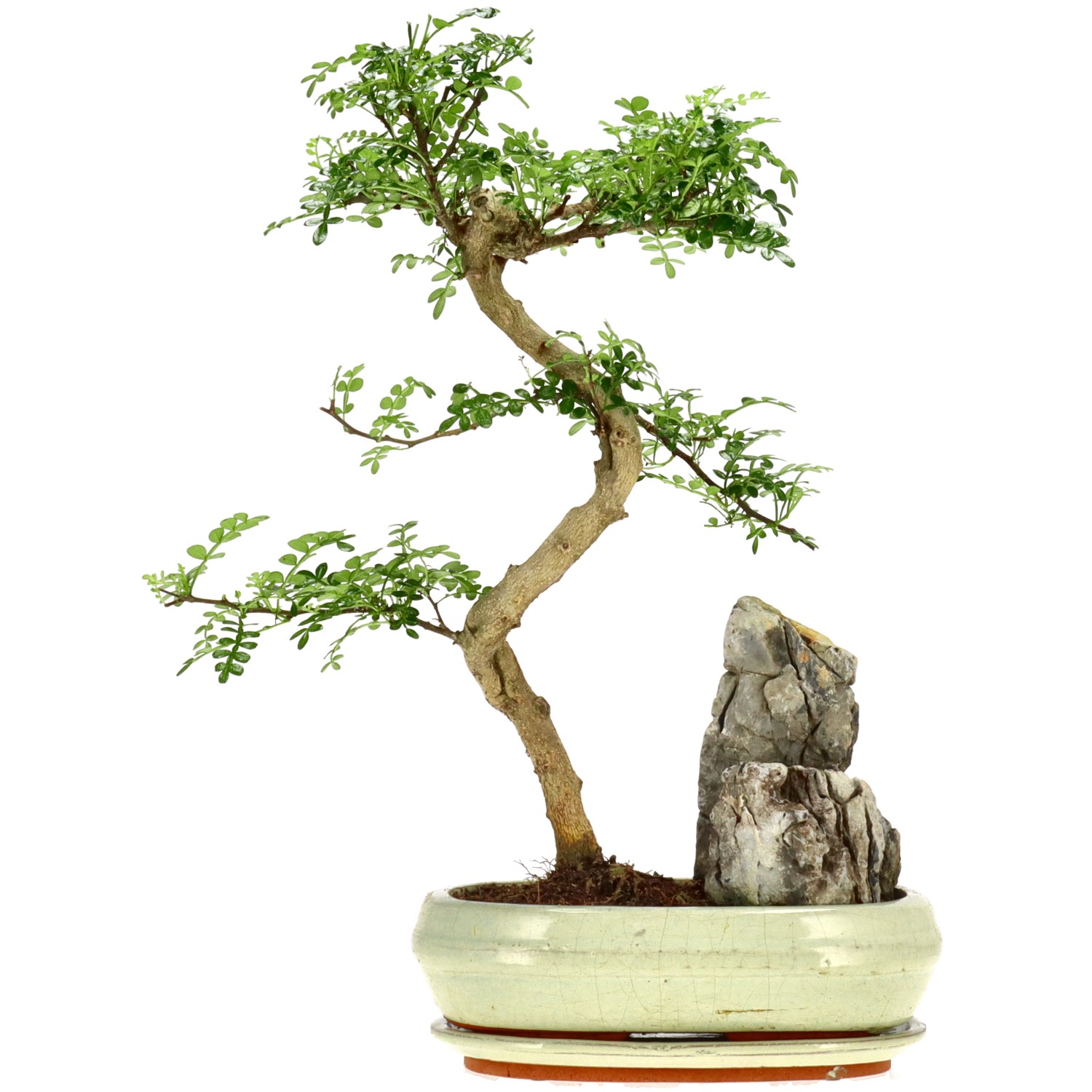 Japanse peperboom, ca. 12 j. (43 cm)