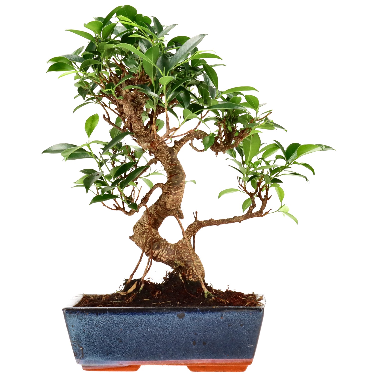 Chin. Feigenbaum (Retusa), ca. 14 J. (35 cm)