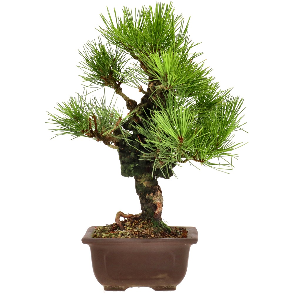 bonsai.fallbackImageTitle