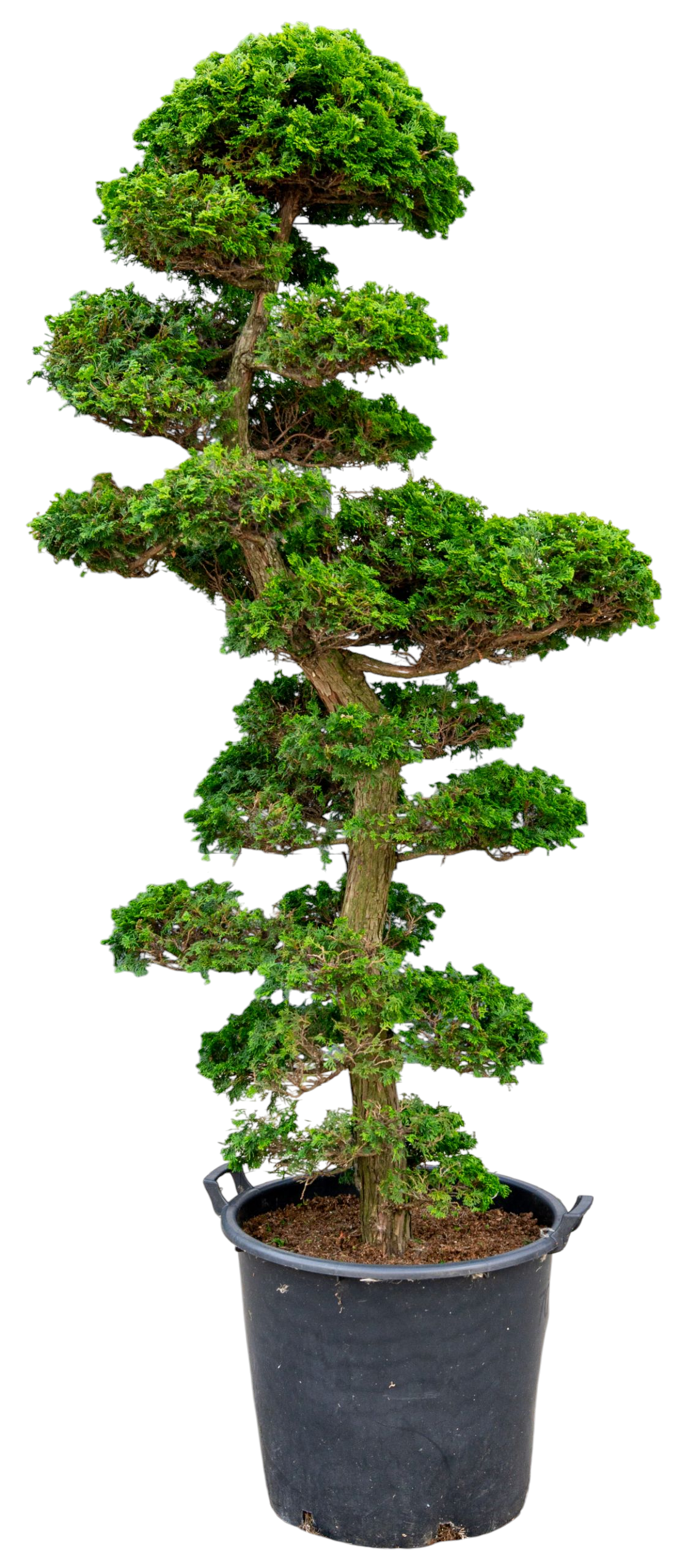 Gardenbonsai - Cypress, approx. 20 years (185 cm)