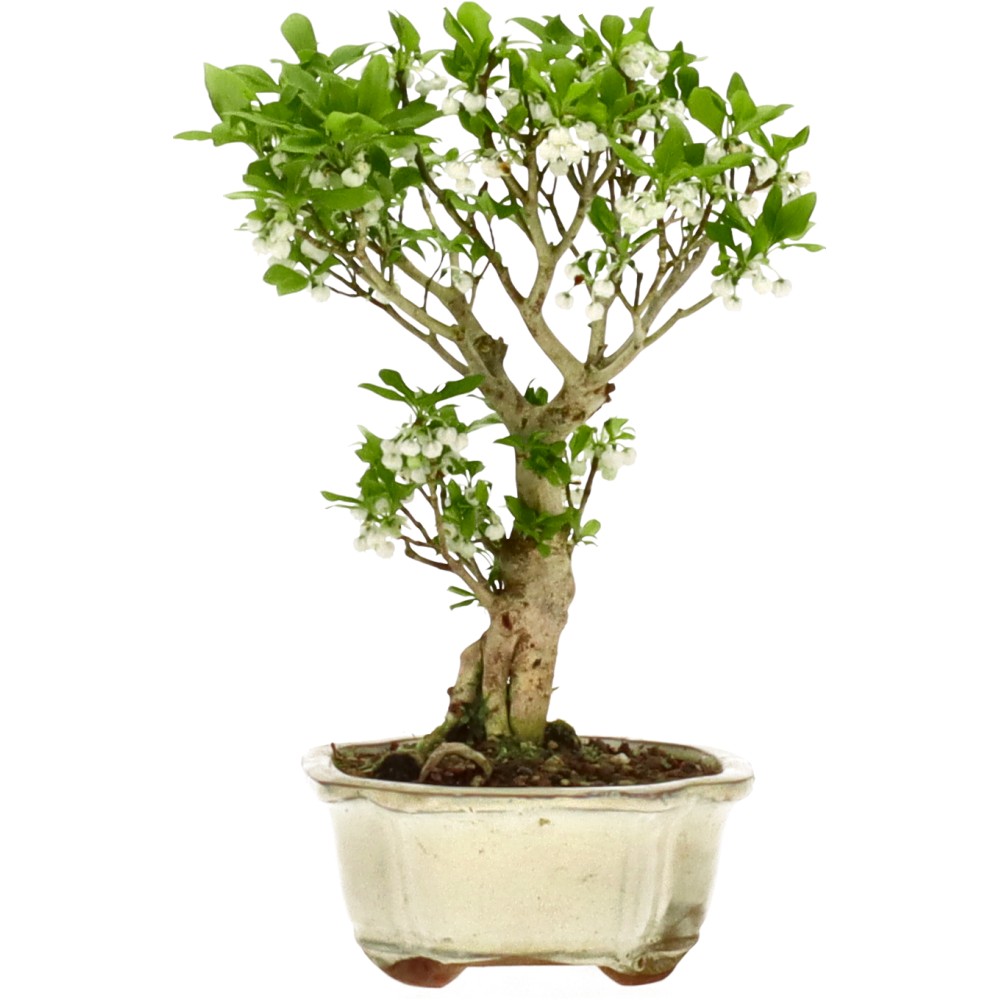 bonsai.fallbackImageTitle bonsai.fallbackImageTitle