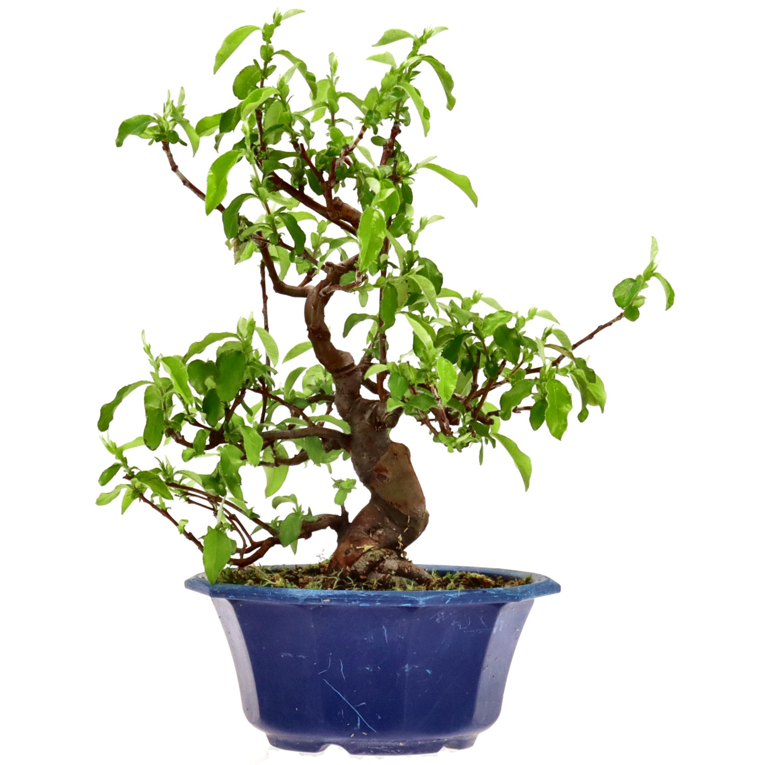 Chin. Quitte, ca. 15 J. (28 cm)