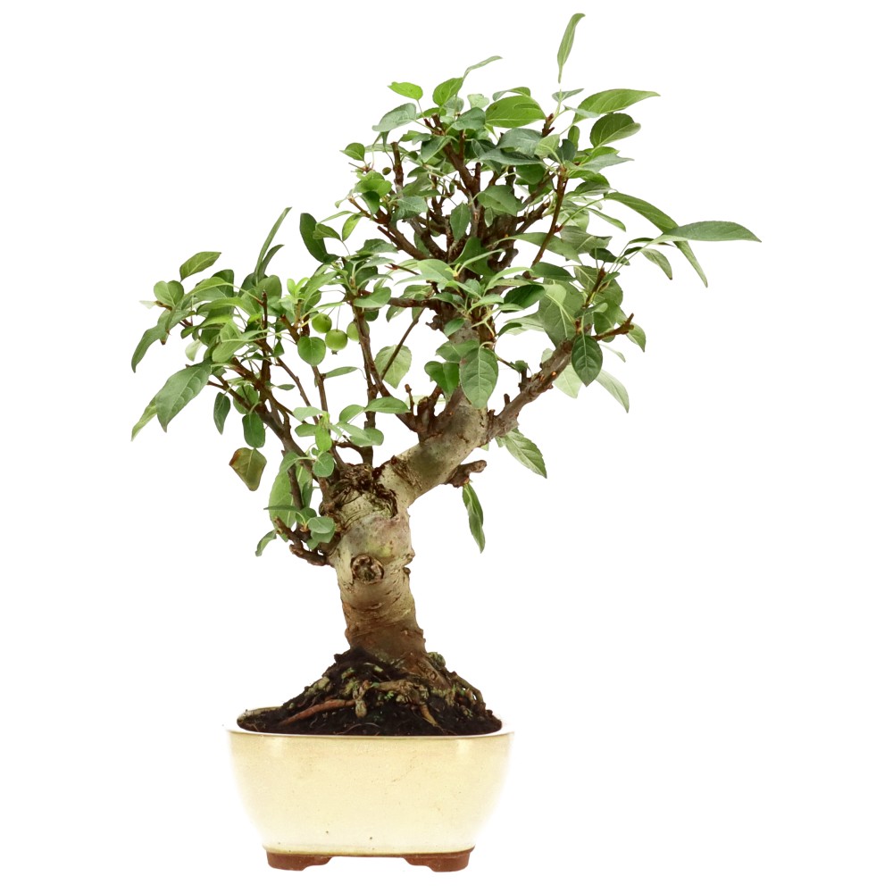 bonsai.fallbackImageTitle