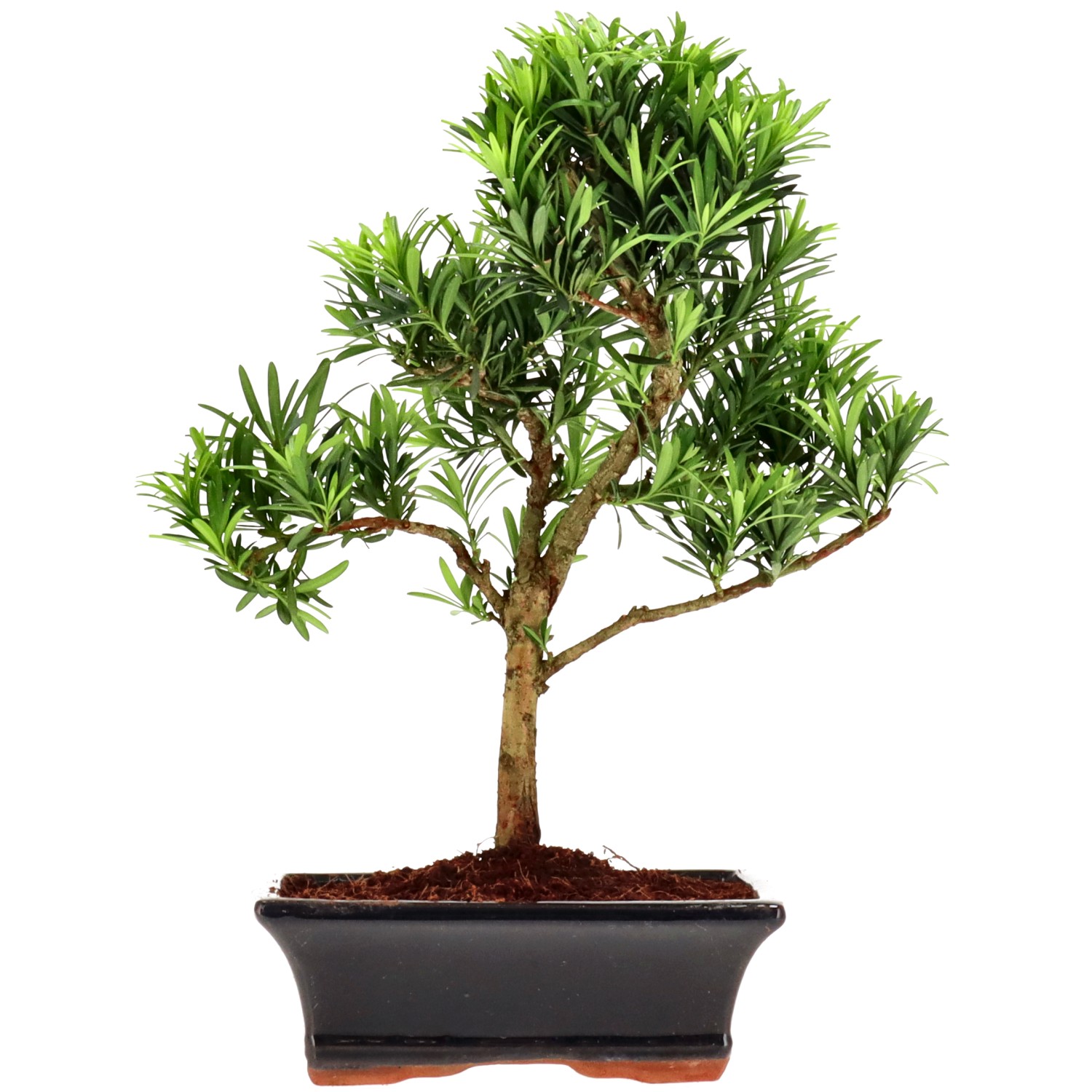 Chin. Steineibe, ca. 10 J. (32 cm)