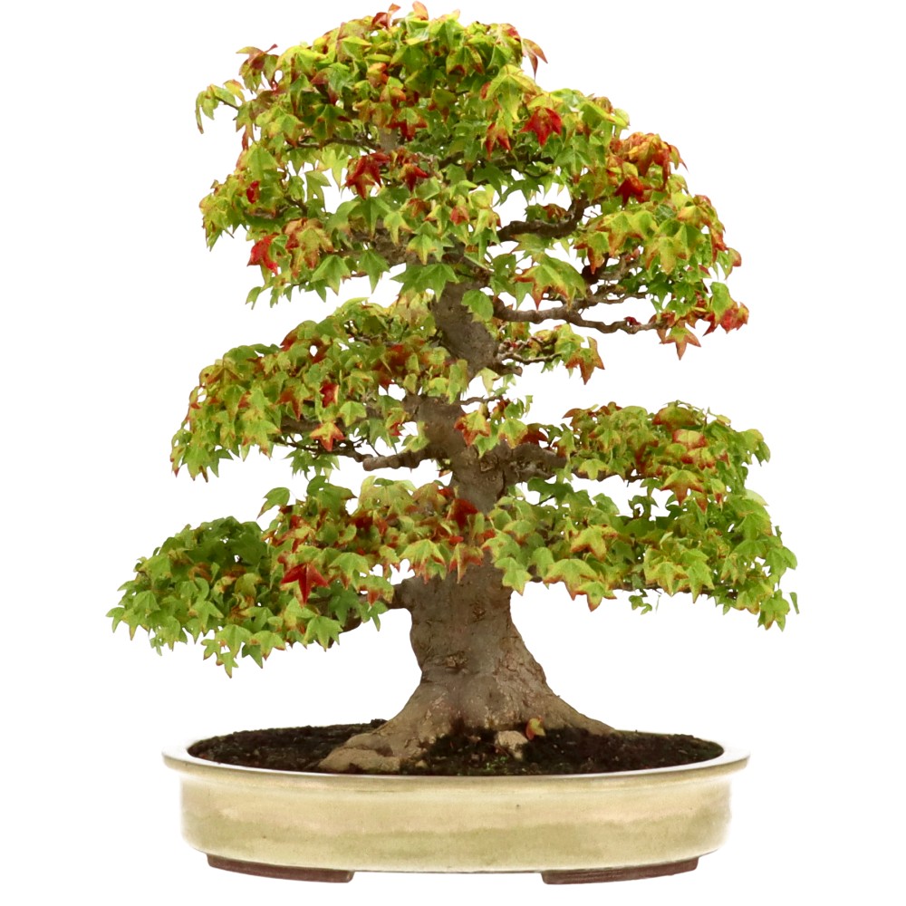 Dreispitzahorn, ca. 50 J. (56 cm) Dreispitzahorn, ca. 50 J. (56 cm)