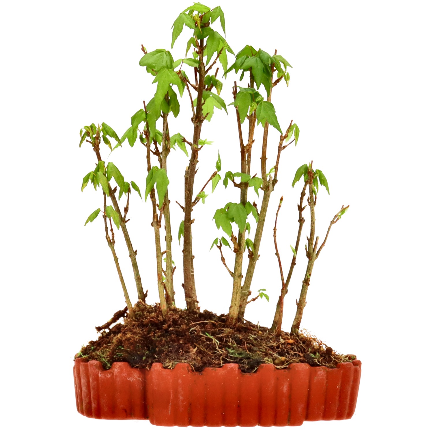 Érable trident, env. 3 ans (20 cm)